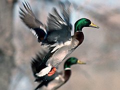Mallard Ducks